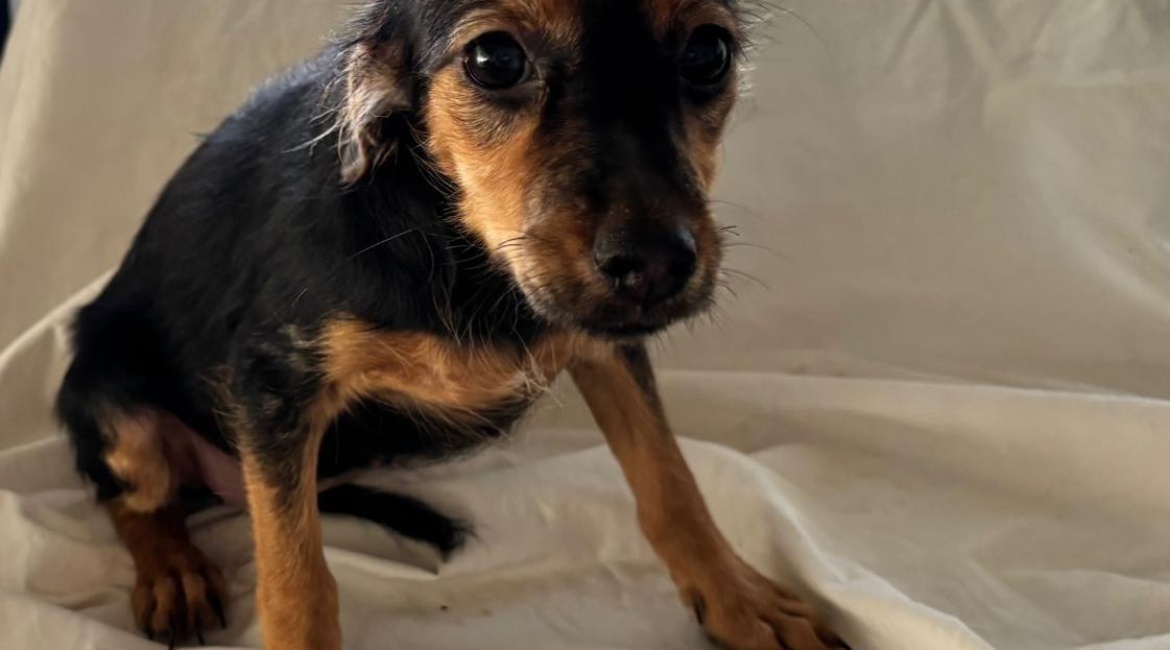 Chiens à adopter